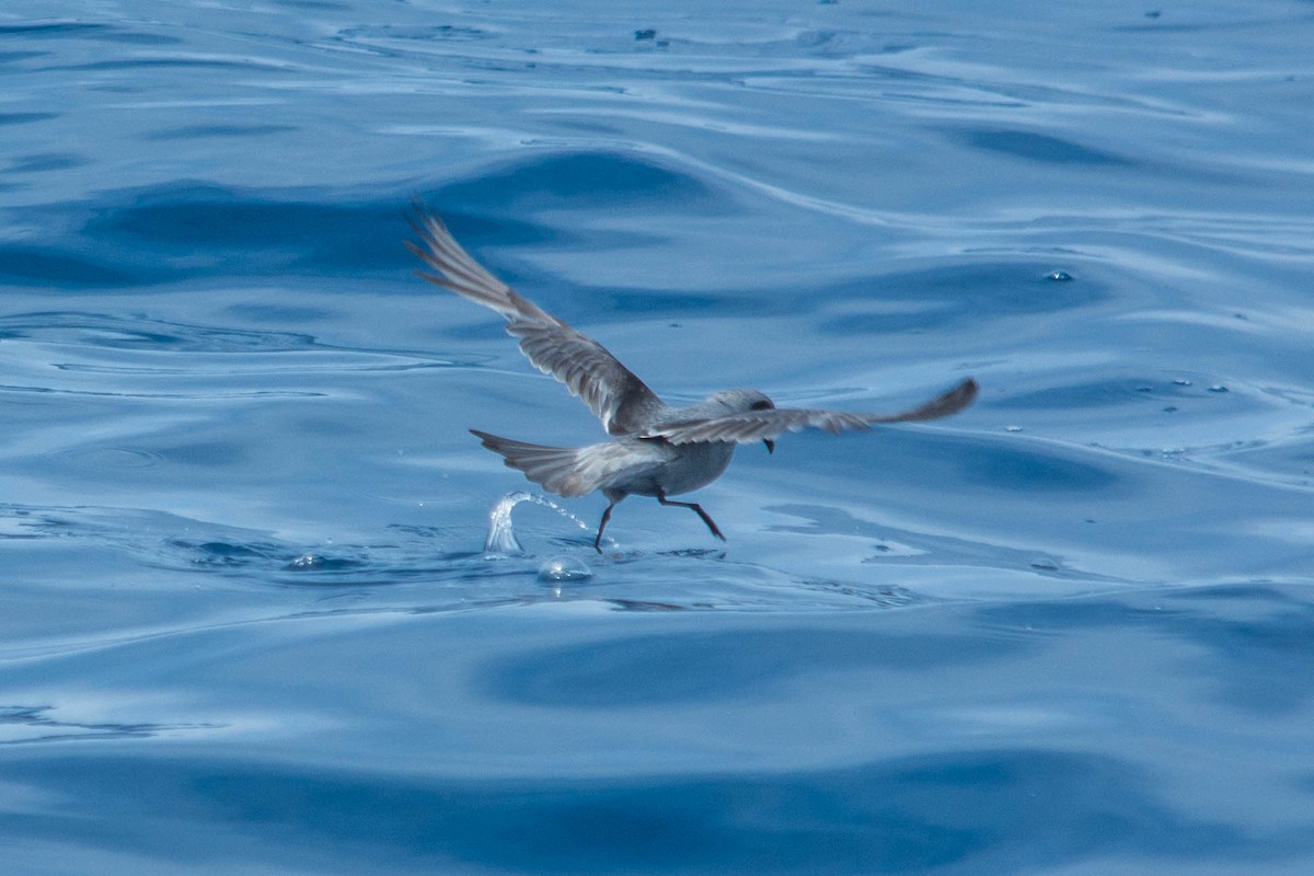 Fork-tailed Storm-Petrel - ML178419361