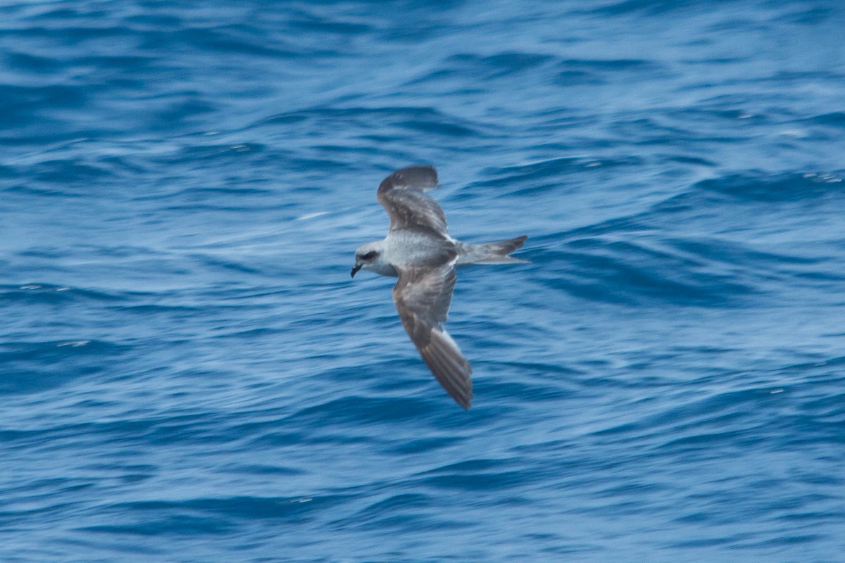 Fork-tailed Storm-Petrel - ML178419441