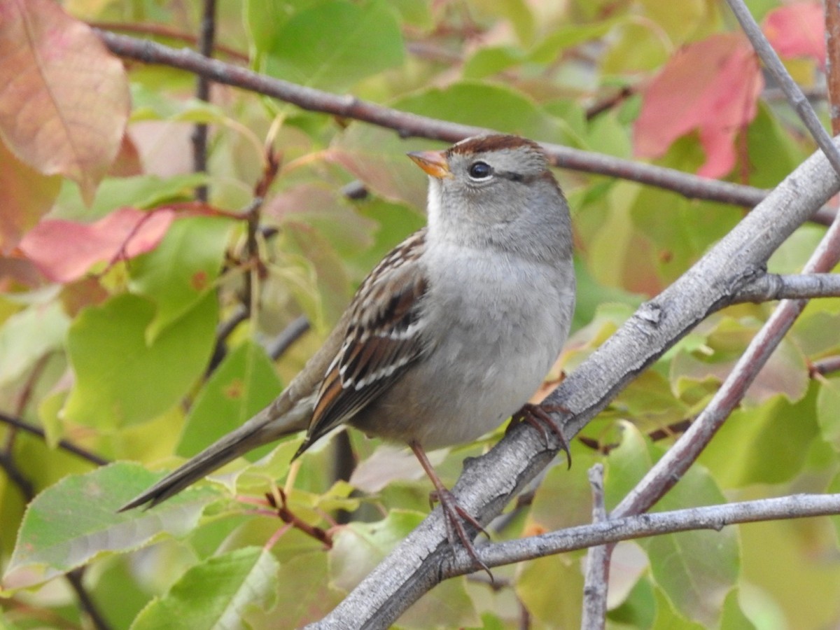 White-crowned Sparrow - ML178428031