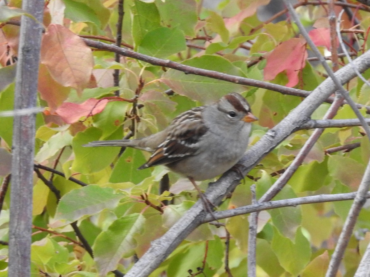 White-crowned Sparrow - ML178428041