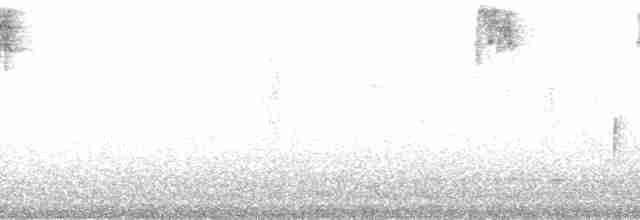mustasjekjerrspurv (meridae) - ML178436