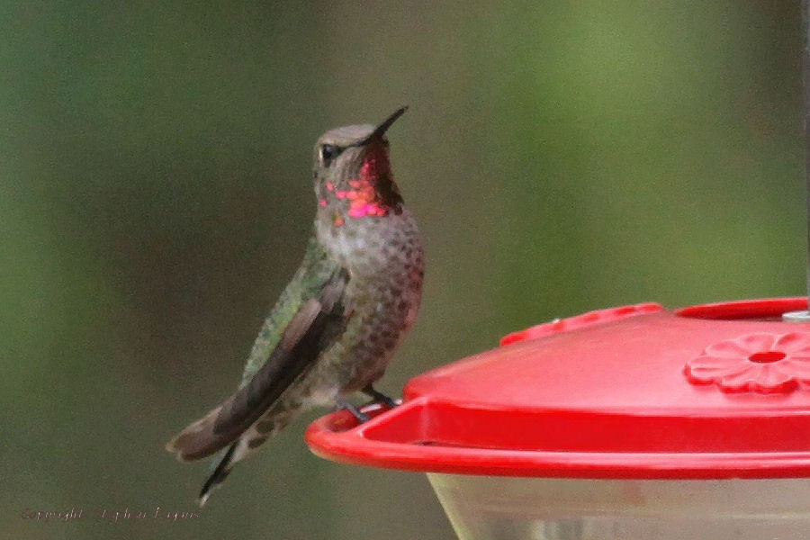 Anna's Hummingbird - Steve Pagans