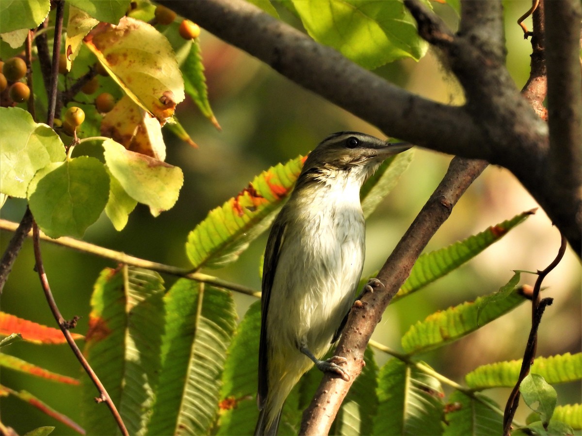 Red-eyed Vireo - JamEs ParRis