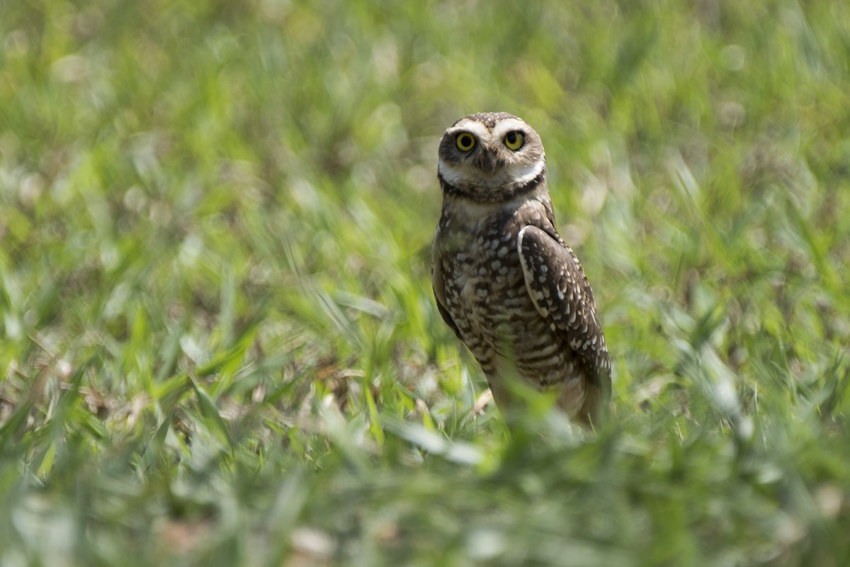 Burrowing Owl - ML178444661