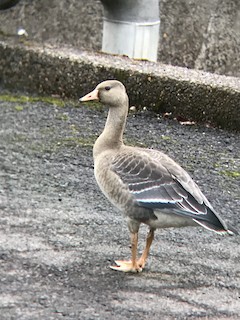 Greater White-fronted Goose, ML178447921