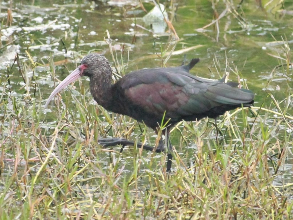 ibis andský - ML178449081