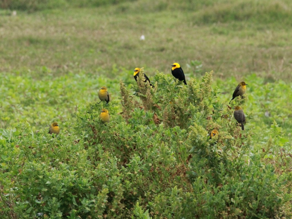Yellow-hooded Blackbird - ML178449171