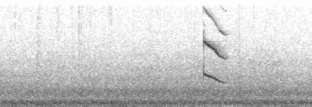 Ochre-browed Thistletail - ML178455