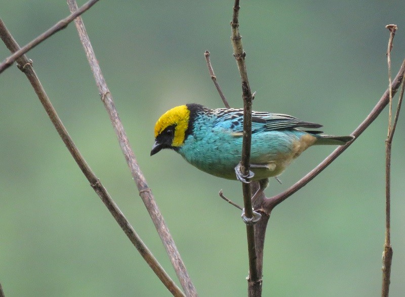 Saffron-crowned Tanager - ML178456411