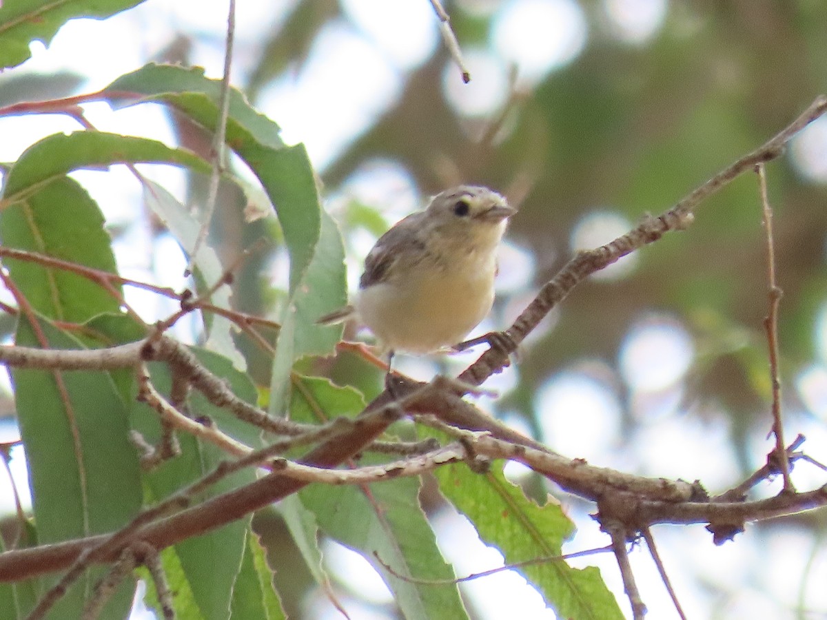 Lucy's Warbler - ML178457701