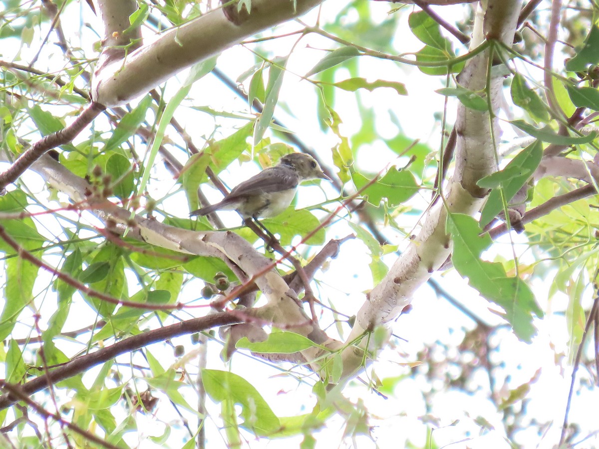 Lucy's Warbler - ML178457711