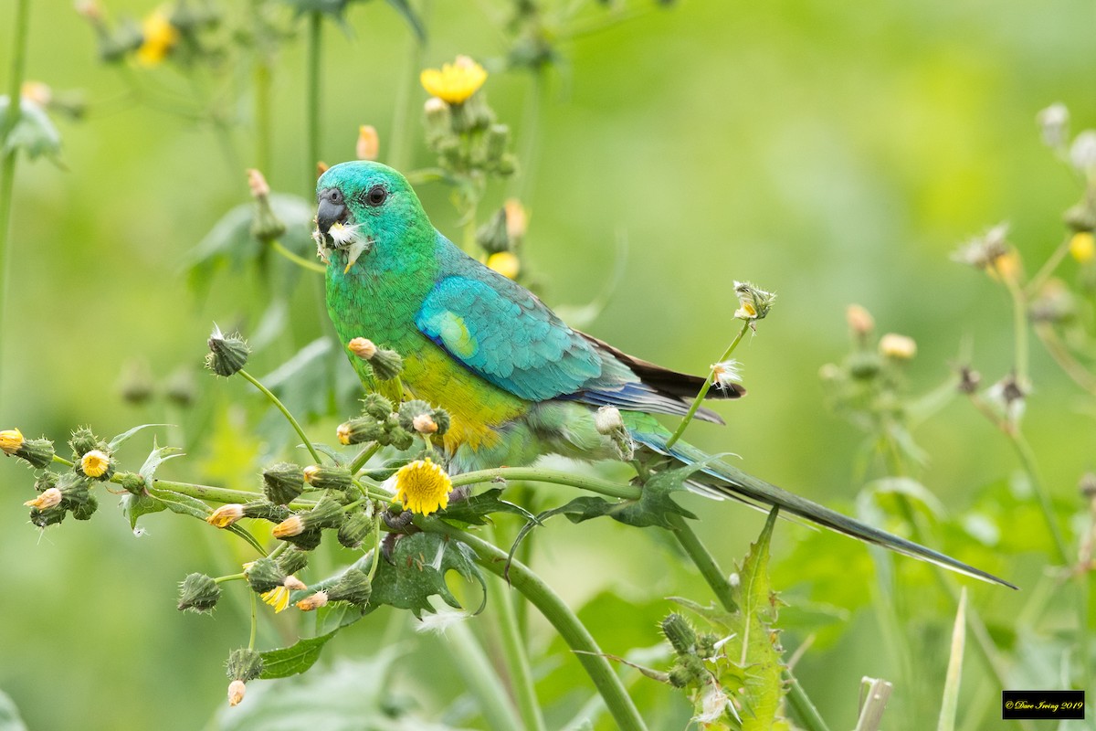 Red-rumped Parrot - ML178463251