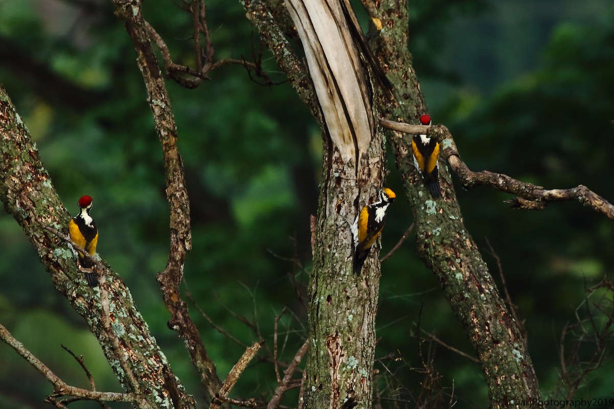 White-naped Woodpecker - Rahul  Singh