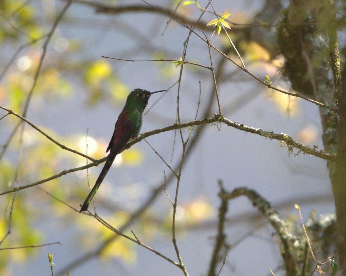 Red-tailed Comet - ML178466701