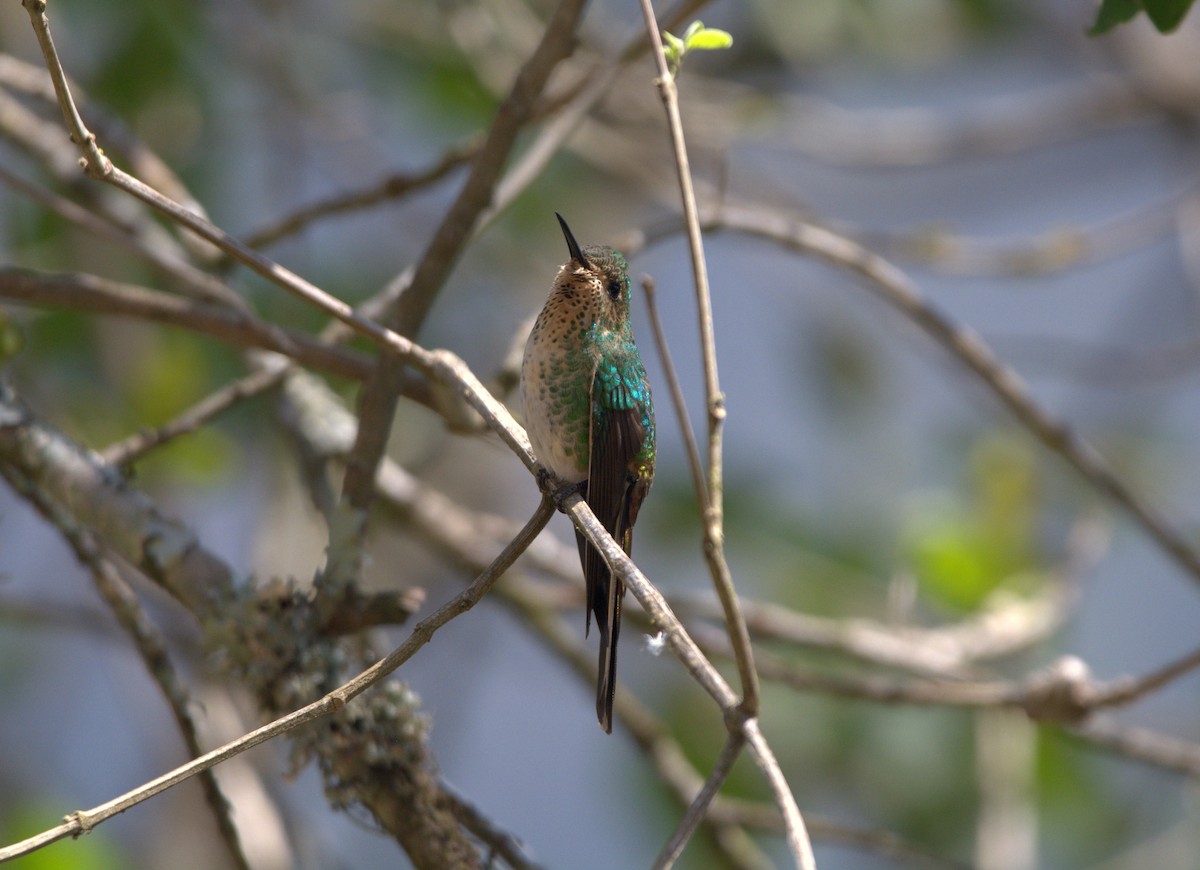 Red-tailed Comet - ML178466711