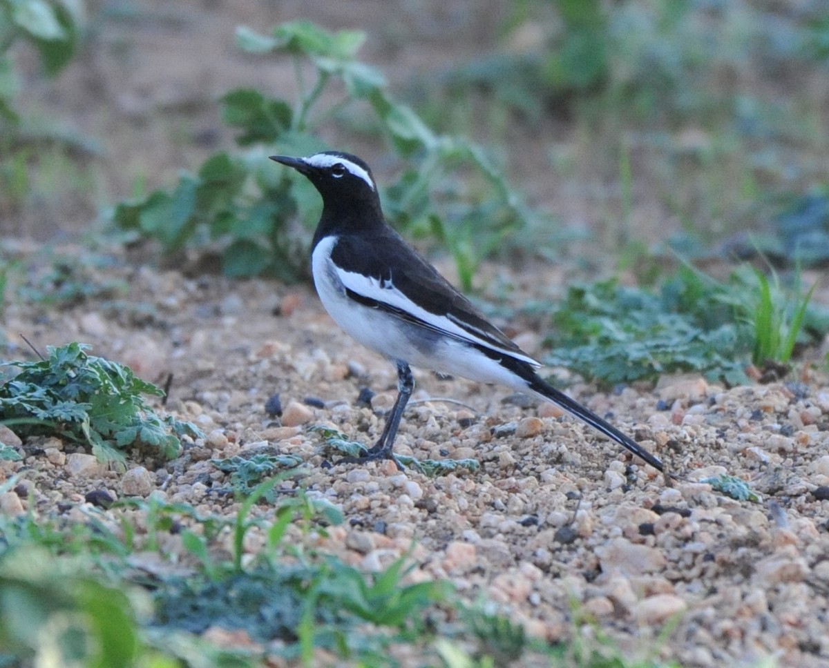 White-browed Wagtail - ML178469581