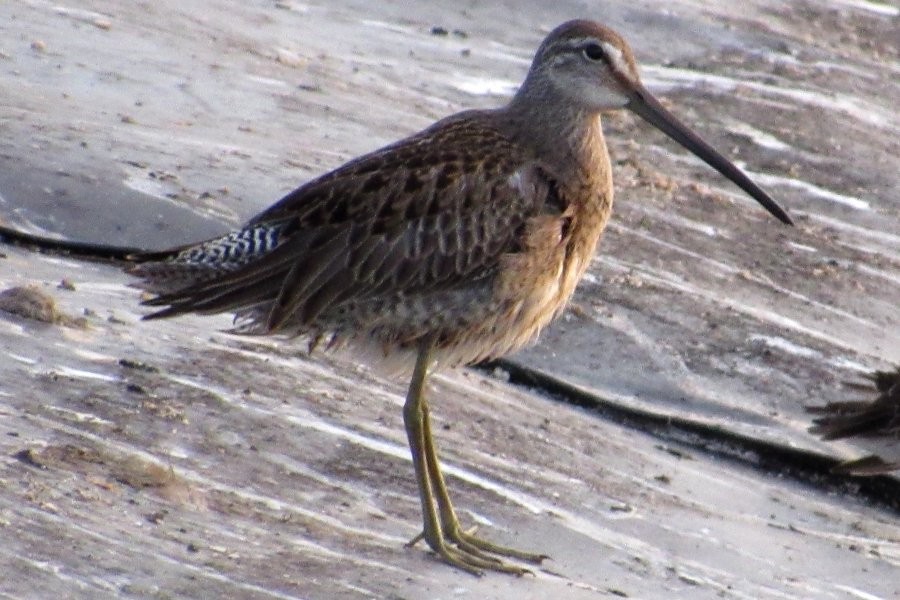 Long-billed Dowitcher - ML178473531