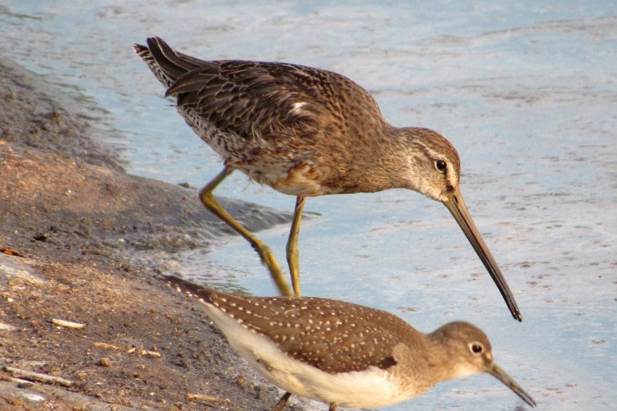 Long-billed Dowitcher - ML178473541