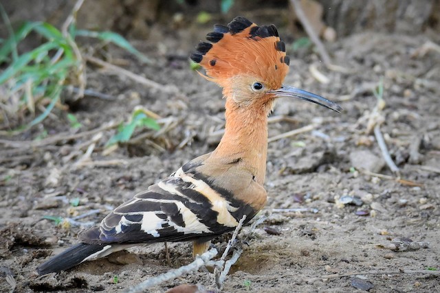 African Hoopoe, <em class="SciName notranslate">Upupa epops africana</em>, Adult Female, Frontal View. - Eurasian Hoopoe - 