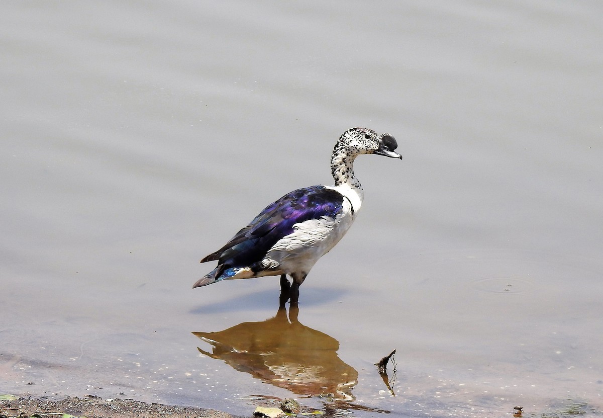 Knob-billed Duck - Omesh Bajpai