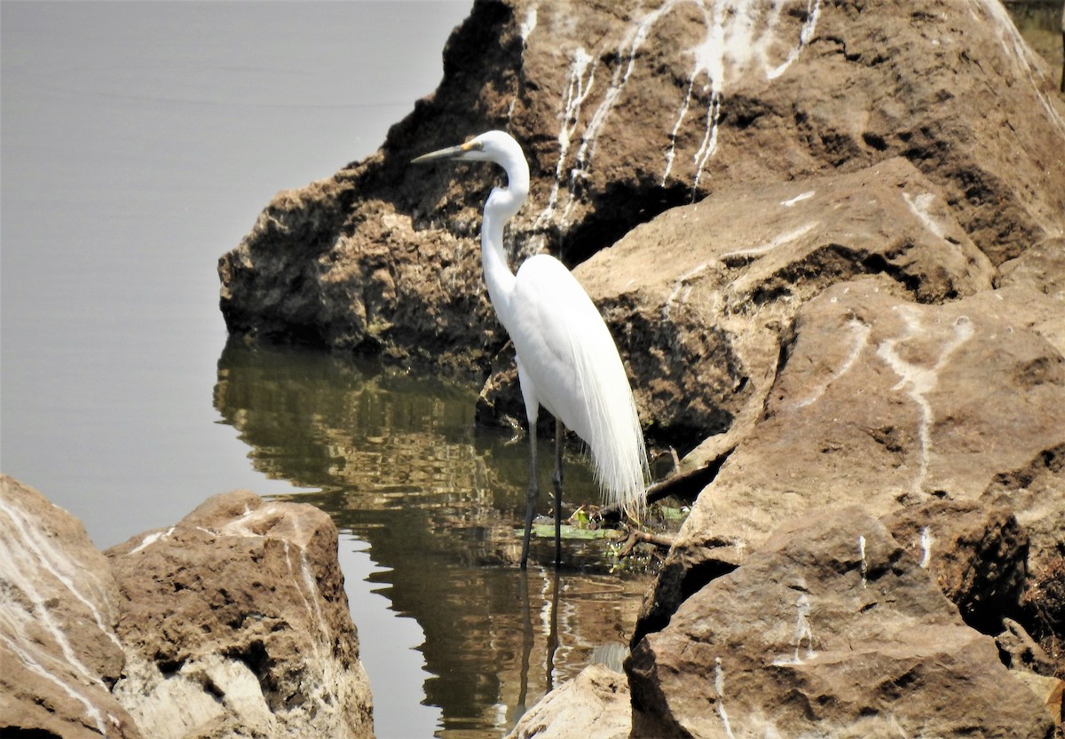 Medium Egret - Omesh Bajpai