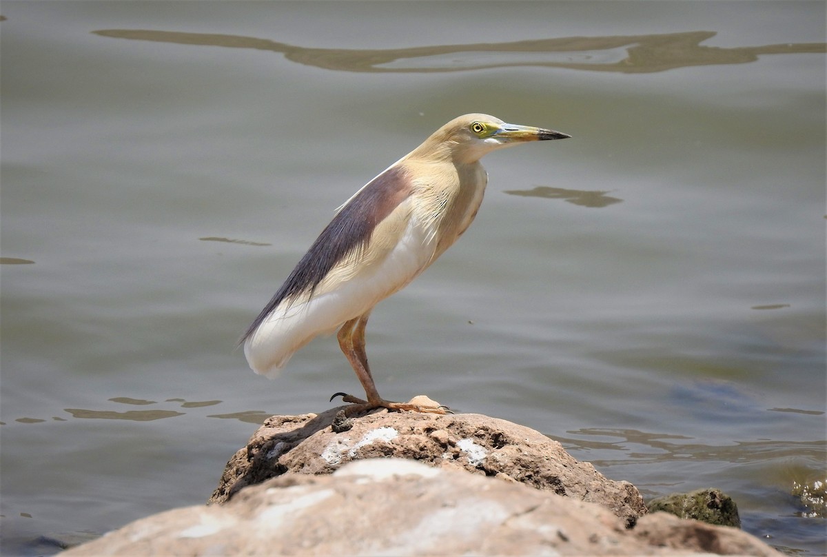 Indian Pond-Heron - Omesh Bajpai