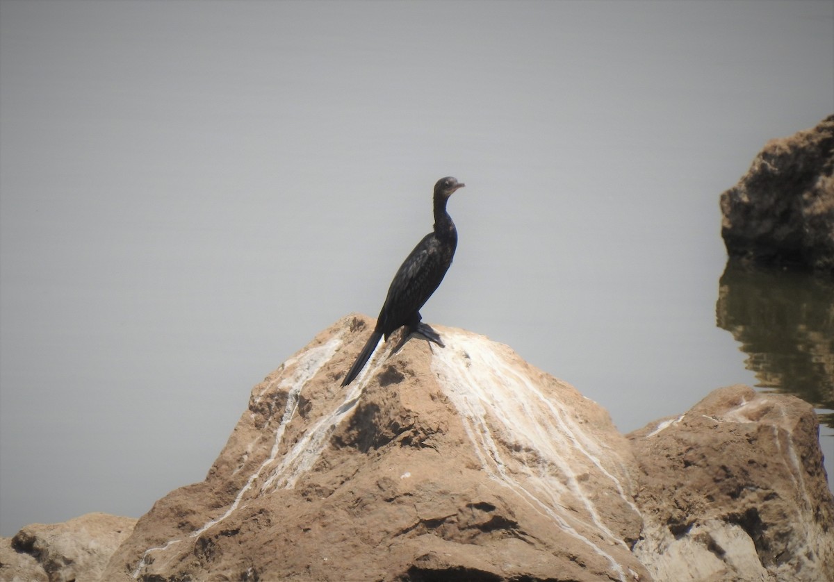 Little Cormorant - Omesh Bajpai