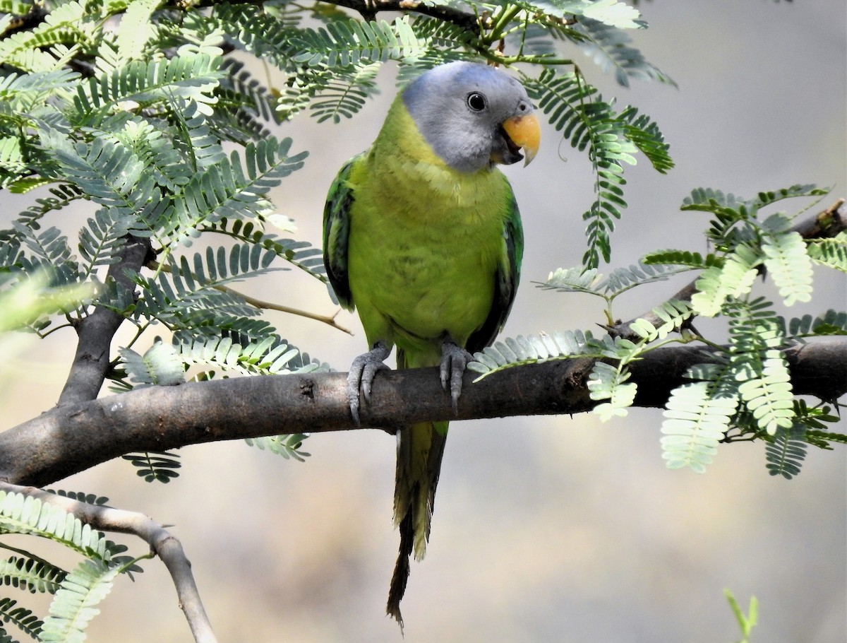 Plum-headed Parakeet - Omesh Bajpai