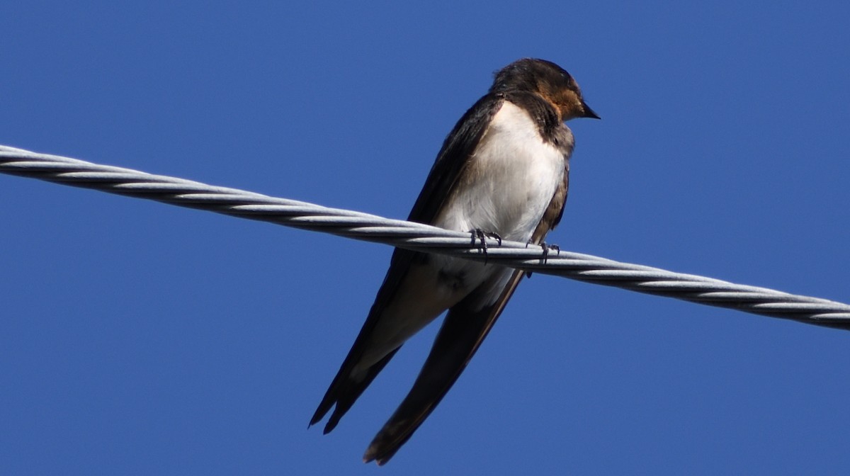 Barn Swallow - Alf forbes
