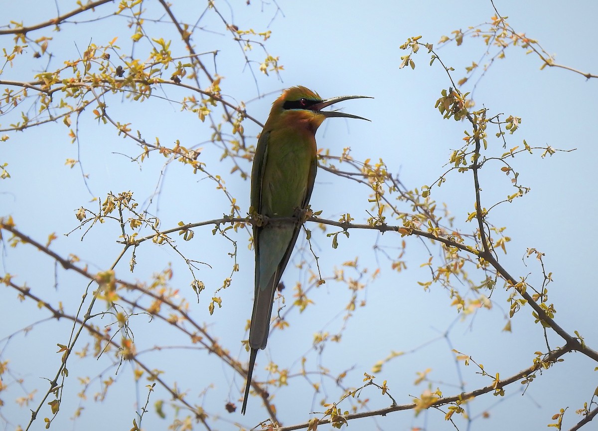 Asian Green Bee-eater - Omesh Bajpai