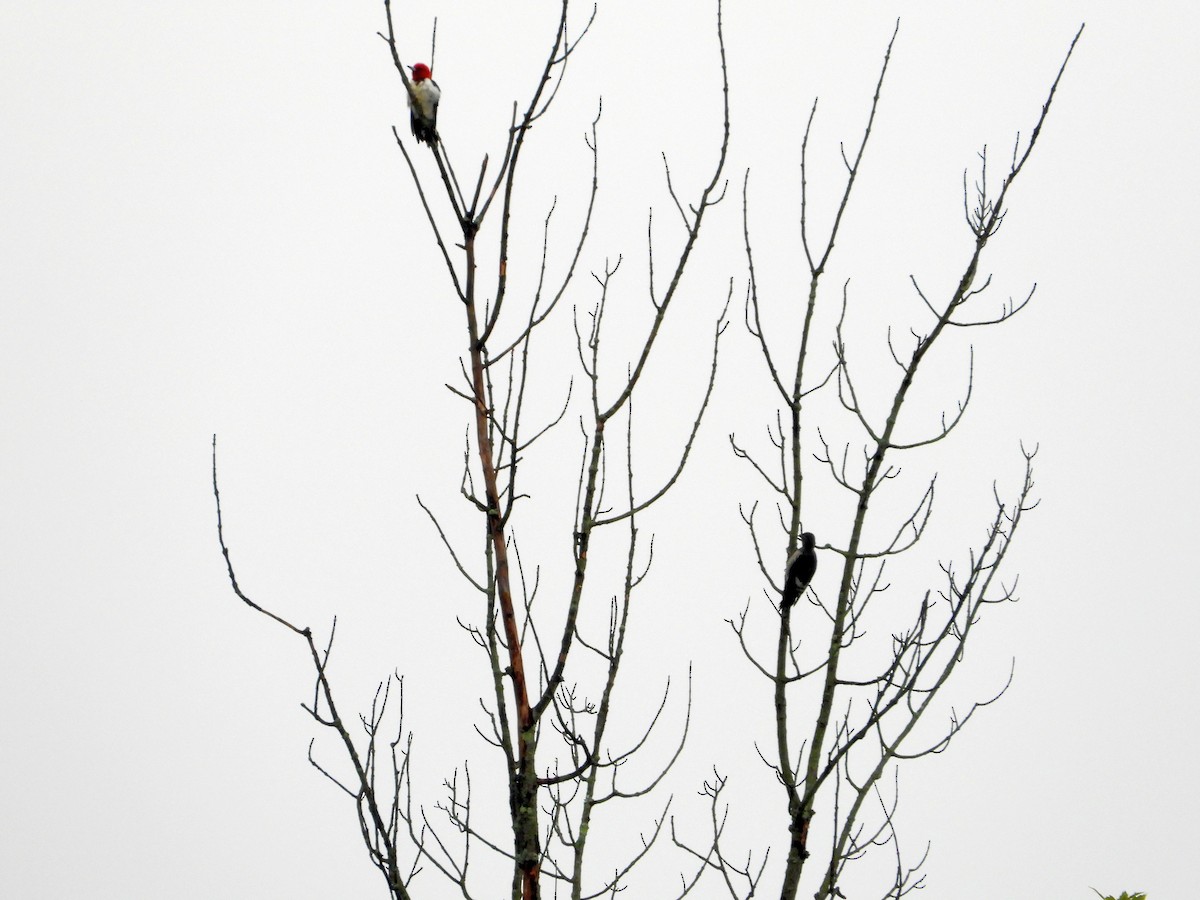 Red-headed Woodpecker - ML178482761