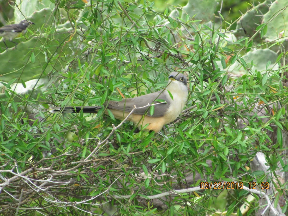 Mangrove Cuckoo - ML178484291