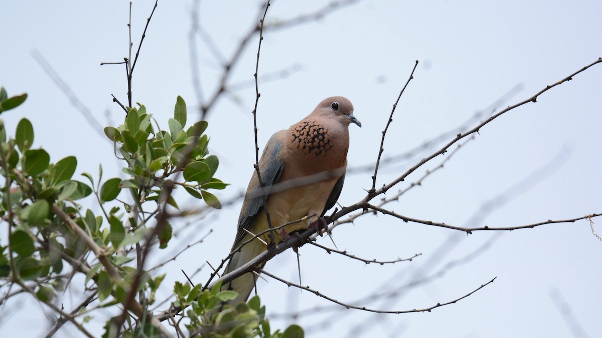 Laughing Dove - ML178484371