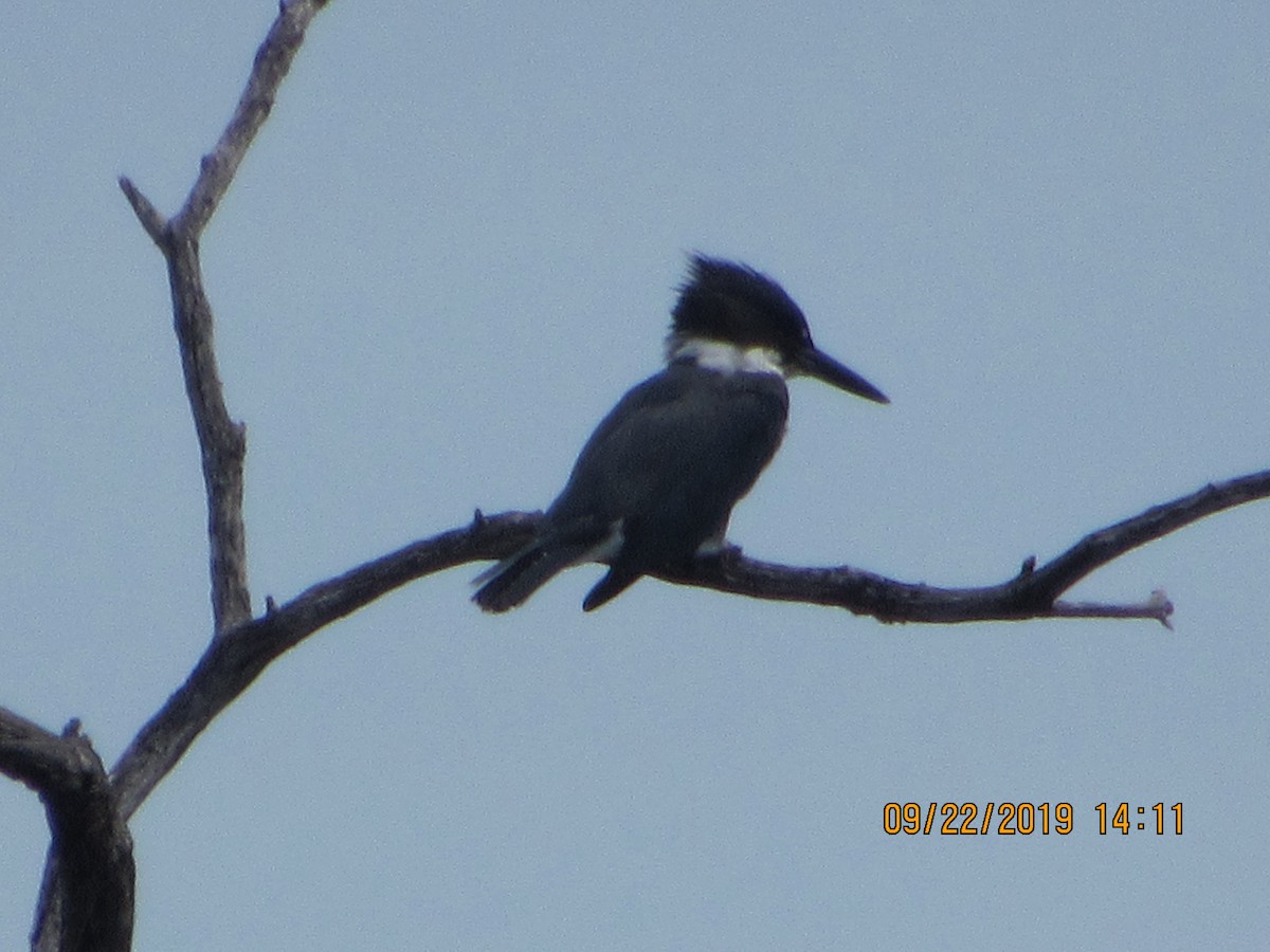 Belted Kingfisher - ML178484701