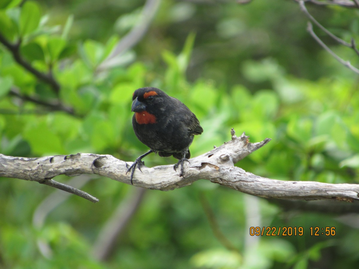 Greater Antillean Bullfinch - Vivian F. Moultrie