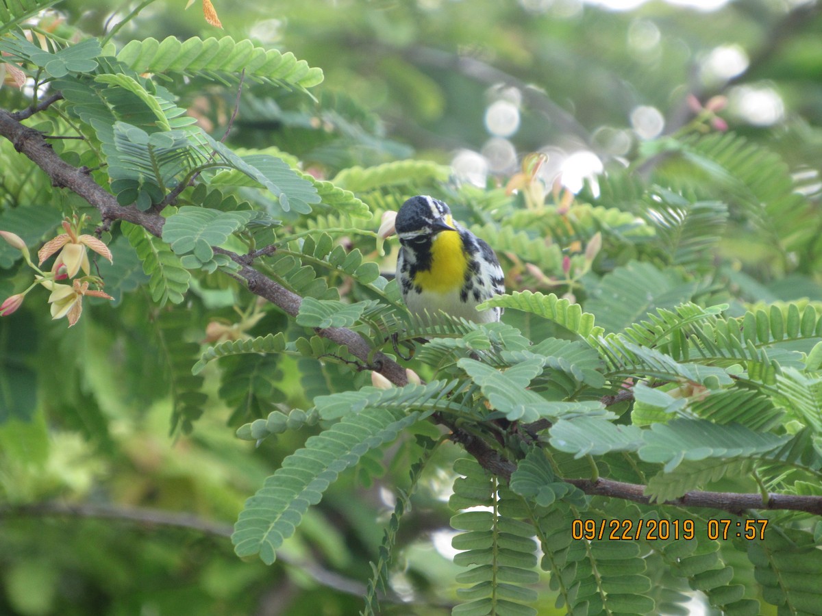Yellow-throated Warbler - ML178485611