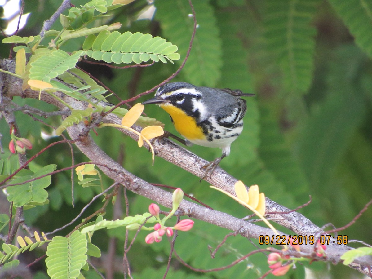 Yellow-throated Warbler - Vivian F. Moultrie