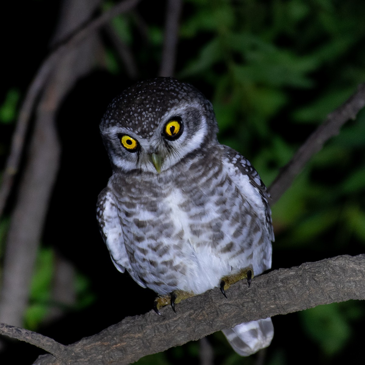 Spotted Owlet - Srinivas Mallela