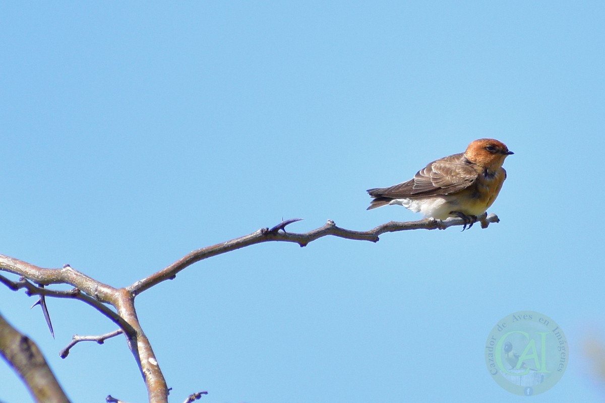 Tawny-headed Swallow - Pedro Rivero