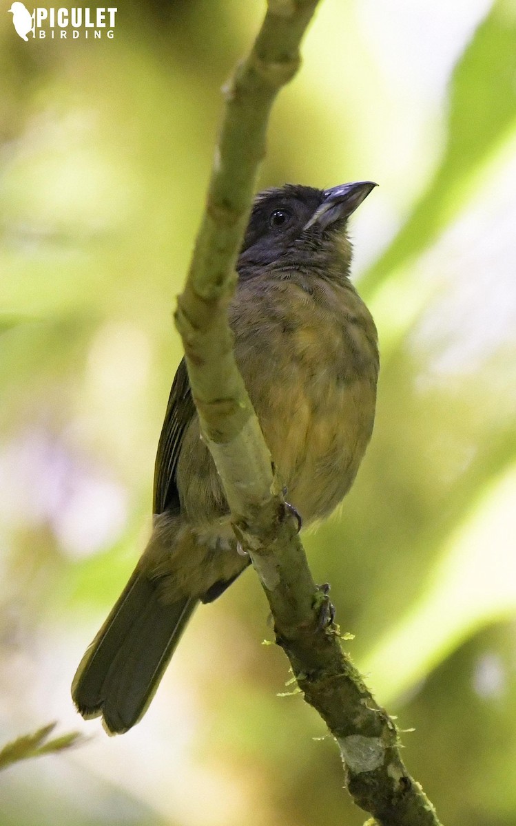 Ochre-breasted Tanager - ML178494821