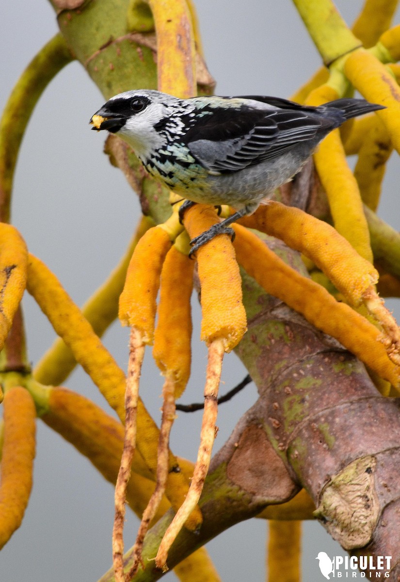 Gray-and-gold Tanager - ML178495001