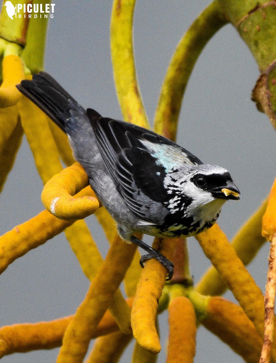 Gray-and-gold Tanager - ML178495031