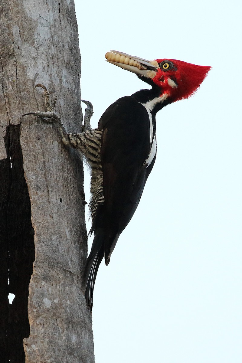 Crimson-crested Woodpecker - Dan Vickers