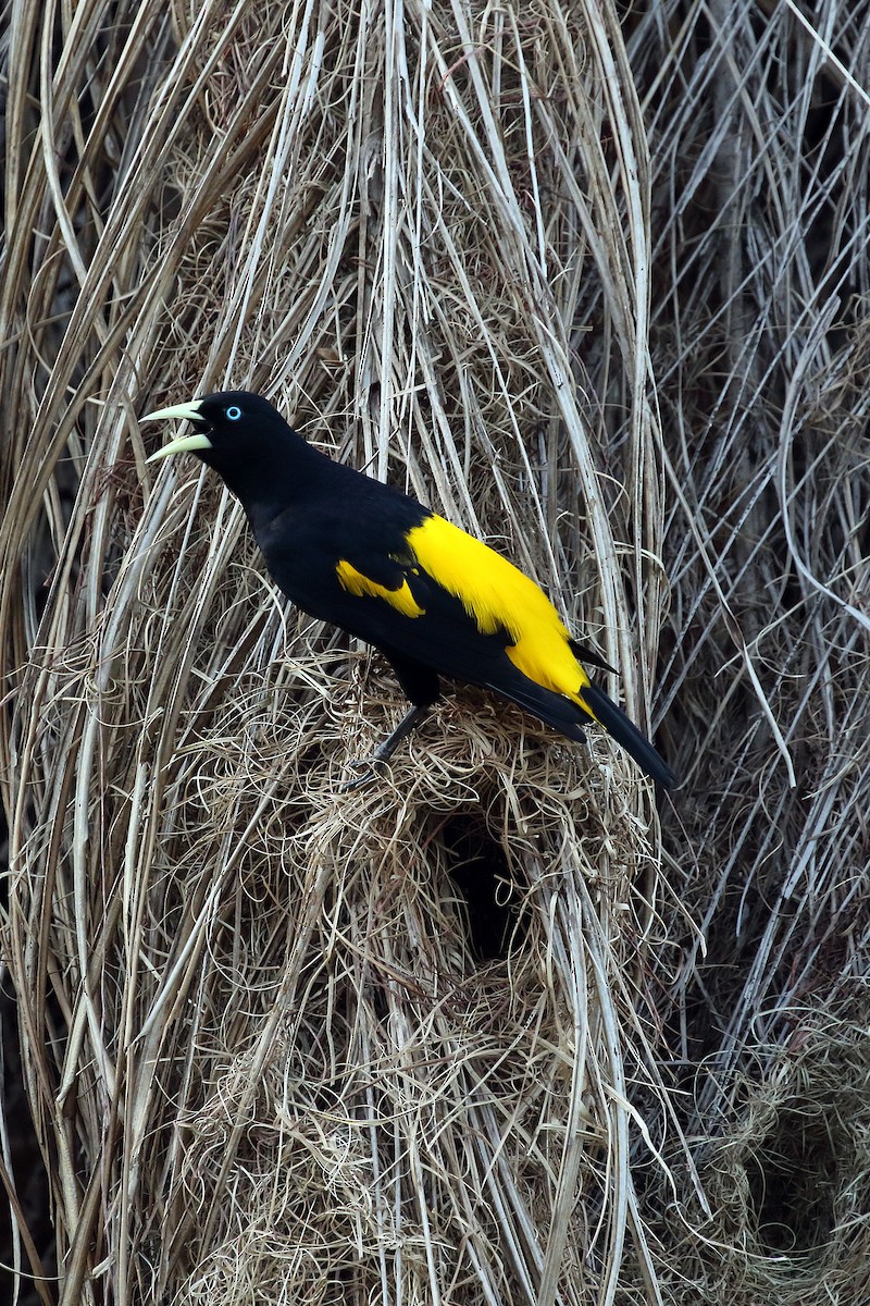 Yellow-rumped Cacique - ML178495931