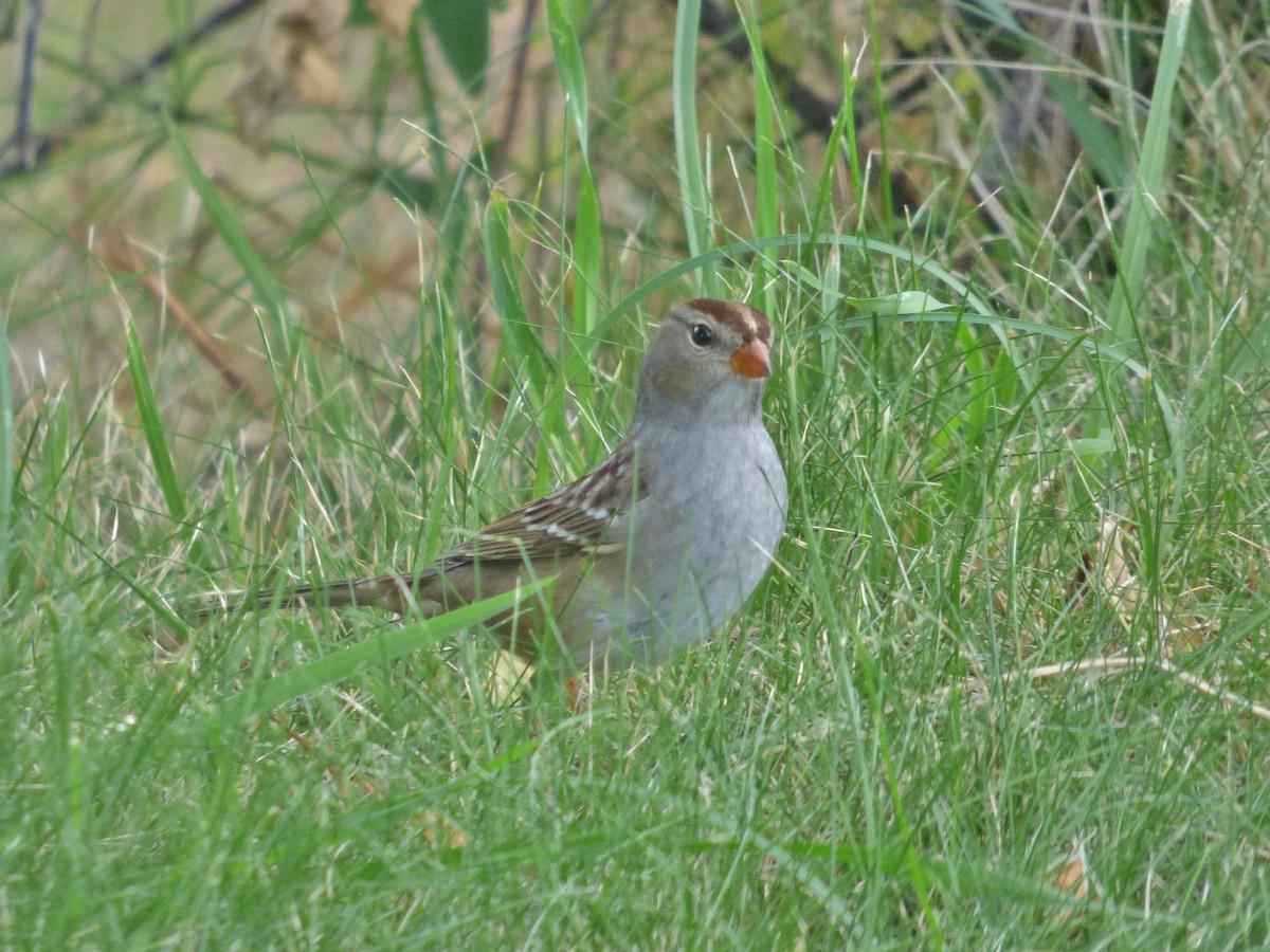 White-crowned Sparrow - ML178498961