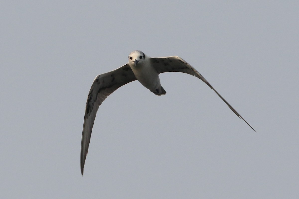 White-winged Tern - ML178499661