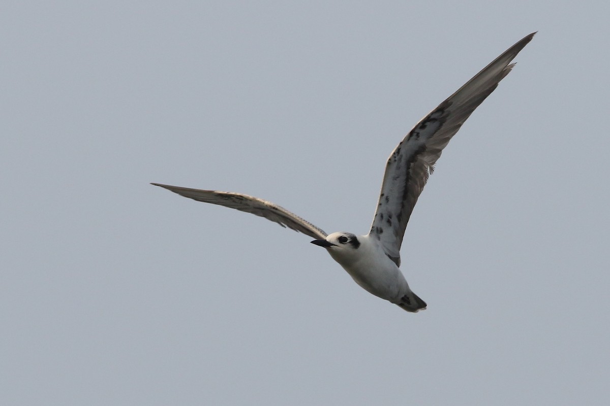 White-winged Tern - ML178499681