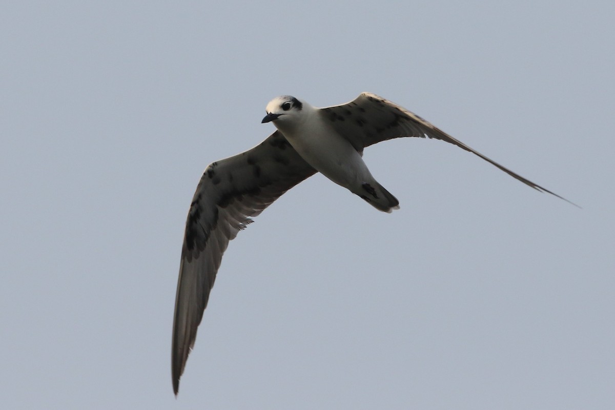White-winged Tern - ML178499701