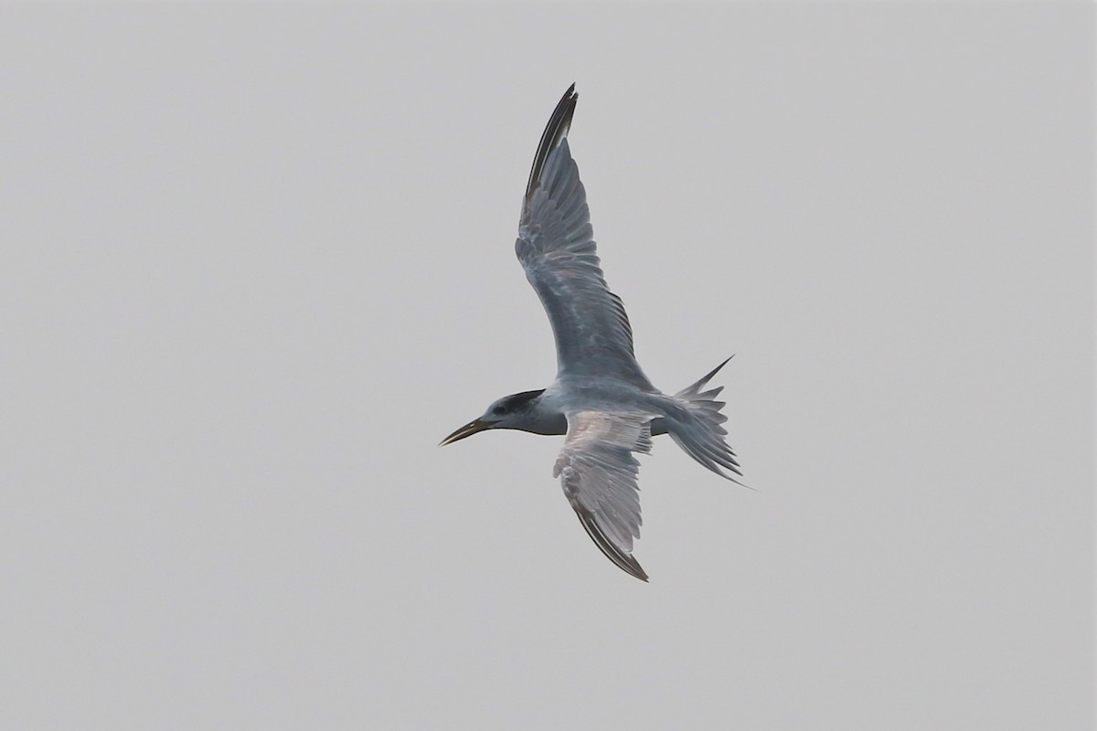 Great Crested Tern - ML178499891