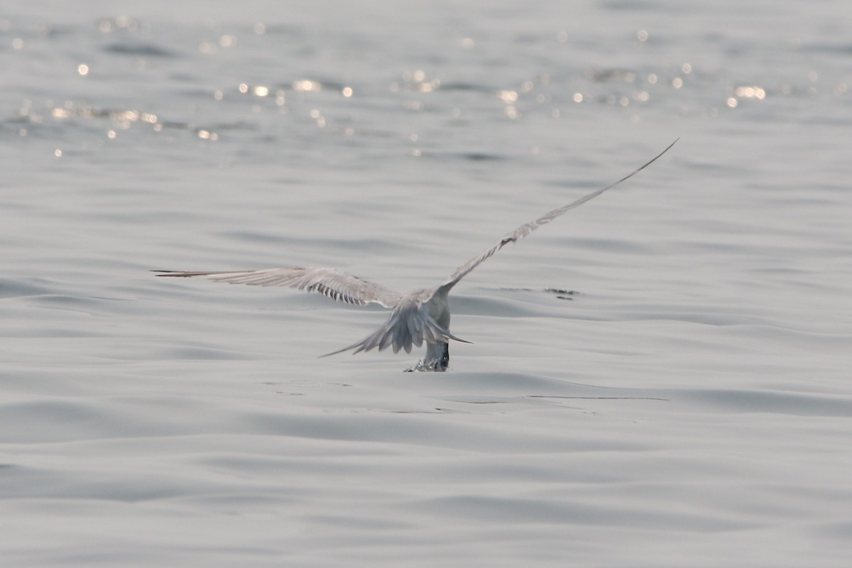 Great Crested Tern - ML178499921